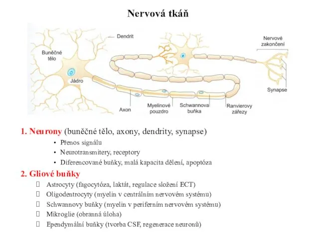 Nervová tkáň 1. Neurony (buněčné tělo, axony, dendrity, synapse) Přenos signálu