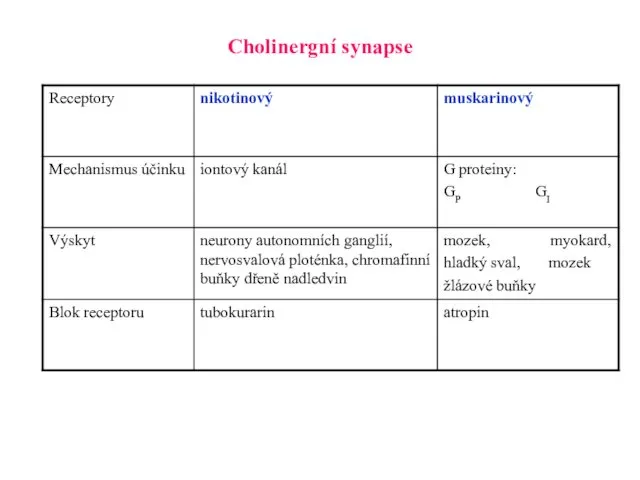 Cholinergní synapse