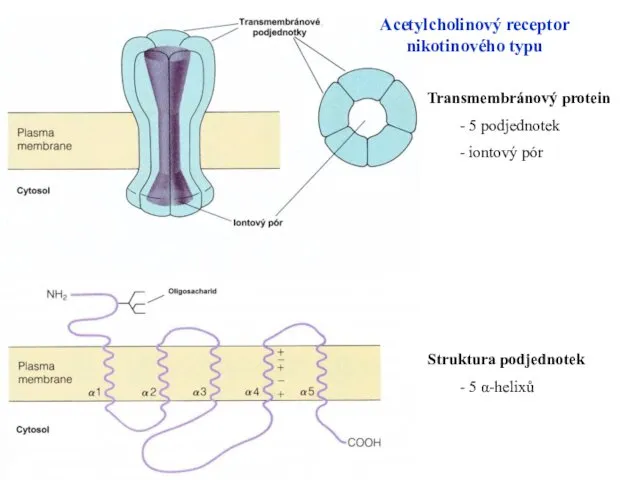 Acetylcholinový receptor nikotinového typu Transmembránový protein - 5 podjednotek - iontový