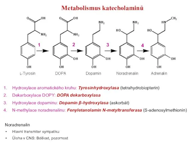 1 2 3 4 Hydroxylace aromatického kruhu: Tyrosinhydroxylasa (tetrahydrobiopterin) Dekarboxylace DOPY: