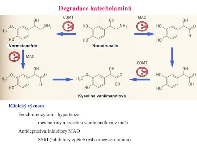 Degradace katecholaminů Klinický význam: Feochromocytom: hypertenze metanefriny a kyselina vanilmandlová v