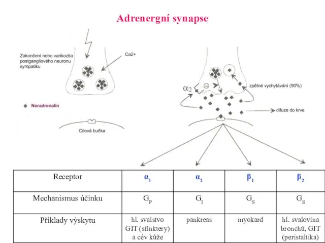 Adrenergní synapse