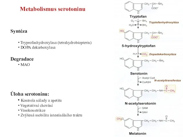 Metabolismus serotoninu Syntéza Tryprofanhydroxylasa (tetrahydrobiopterin) DOPA dekarboxylasa Degradace MAO Úloha serotoninu: