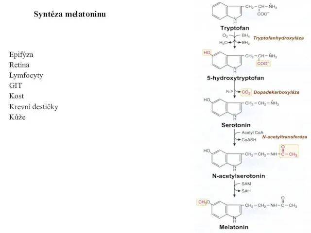 Syntéza melatoninu Epifýza Retina Lymfocyty GIT Kost Krevní destičky Kůže