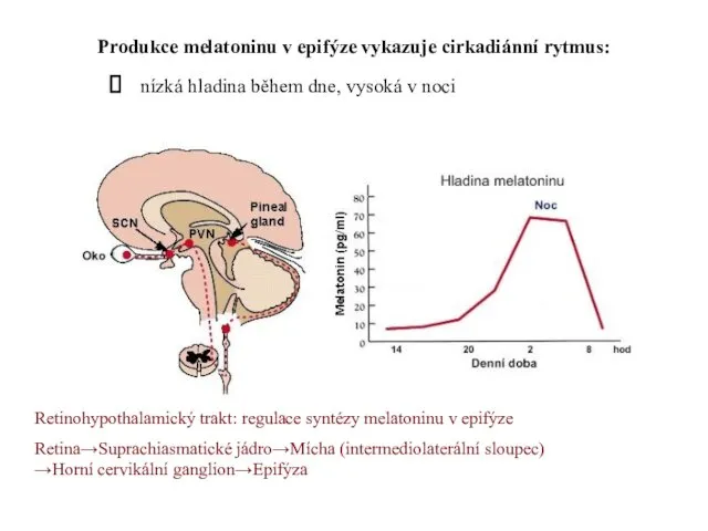 Produkce melatoninu v epifýze vykazuje cirkadiánní rytmus: nízká hladina během dne,