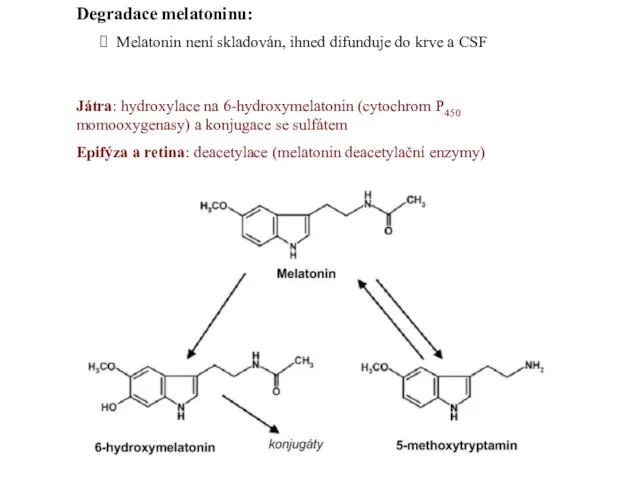 Degradace melatoninu: Melatonin není skladován, ihned difunduje do krve a CSF