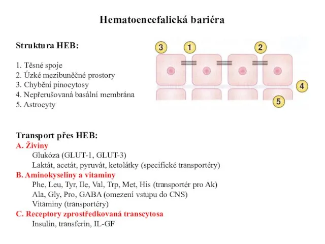 Hematoencefalická bariéra Struktura HEB: 1. Těsné spoje 2. Úzké mezibuněčné prostory