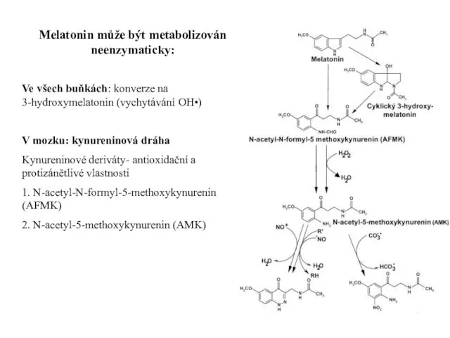 Melatonin může být metabolizován neenzymaticky: Ve všech buňkách: konverze na 3-hydroxymelatonin