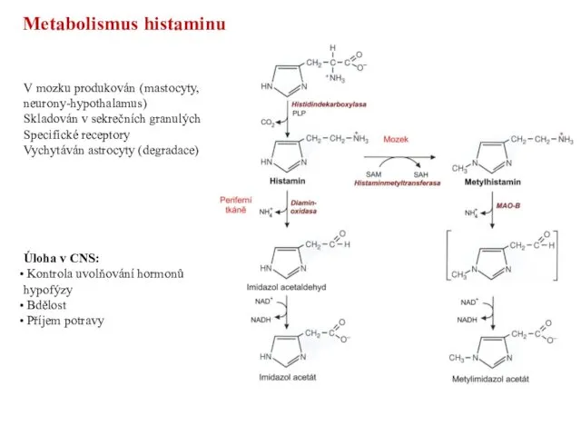 Metabolismus histaminu V mozku produkován (mastocyty, neurony-hypothalamus) Skladován v sekrečních granulých