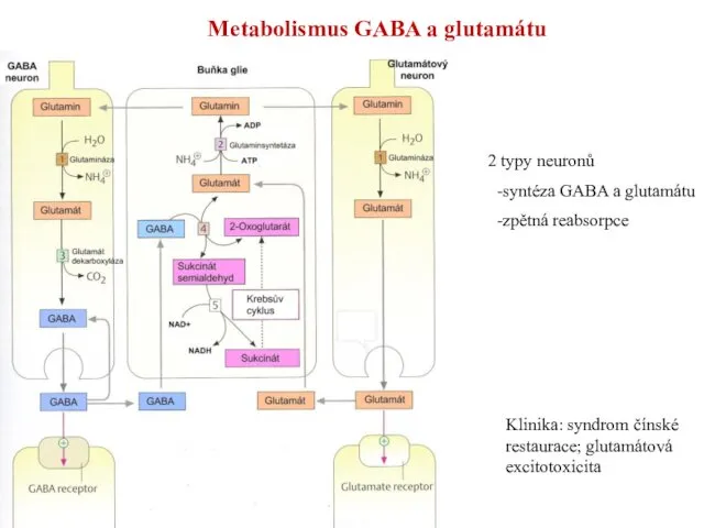 Metabolismus GABA a glutamátu 2 typy neuronů -syntéza GABA a glutamátu