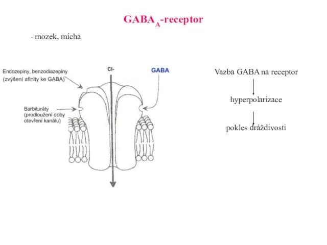 GABAA-receptor Vazba GABA na receptor hyperpolarizace pokles dráždivosti - mozek, mícha