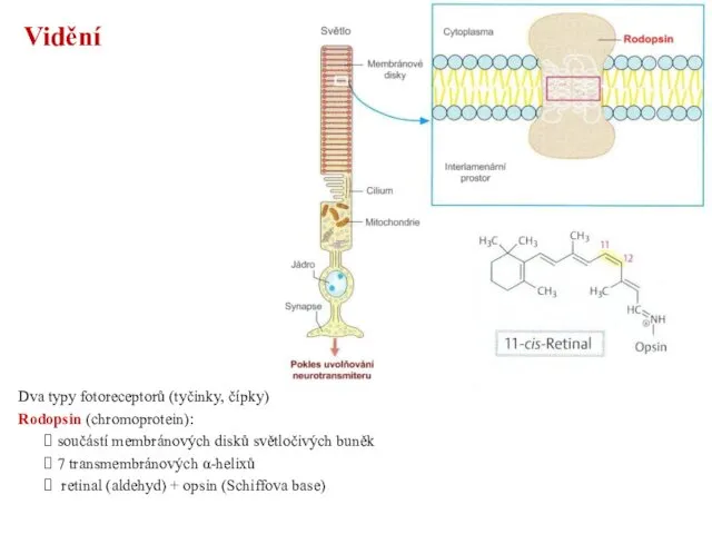 Vidění Dva typy fotoreceptorů (tyčinky, čípky) Rodopsin (chromoprotein): součástí membránových disků