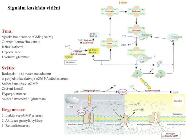 Tma: Vysoká koncentrace cGMP (70μM) Otevření iontového kanálu Influx kationtů Depolarizace