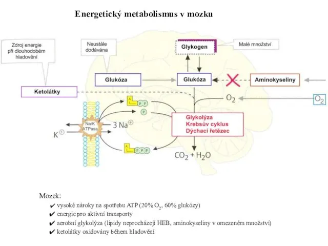 Mozek: vysoké nároky na spotřebu ATP (20% O2, 60% glukózy) energie