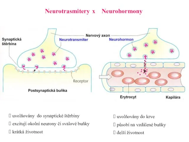 Neurotrasmitery x Neurohormony uvolňovány do synaptické štěrbiny excitují okolní neurony či