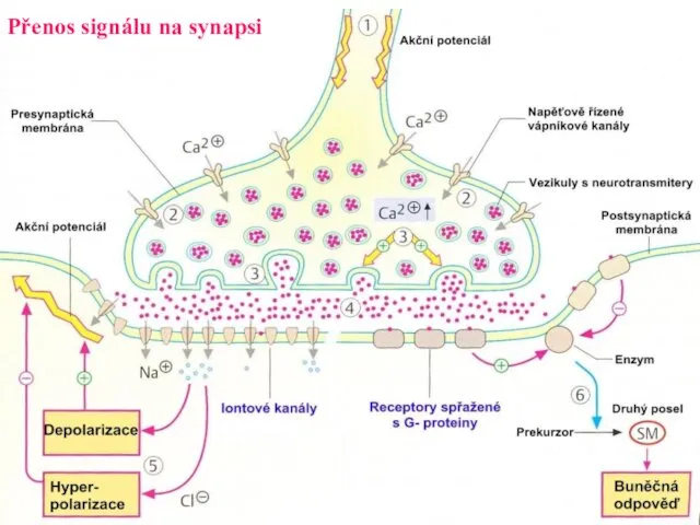 Přenos signálu na synapsi