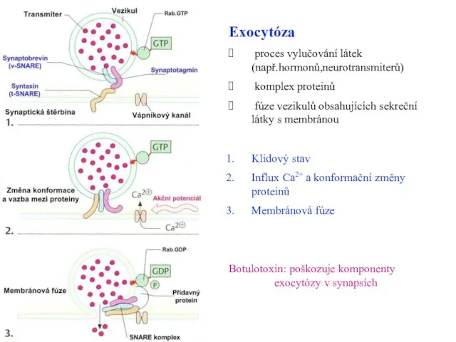 Exocytóza proces vylučování látek (např.hormonů,neurotransmiterů) komplex proteinů fúze vezikulů obsahujících sekreční