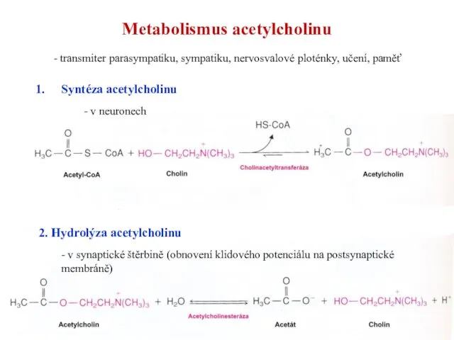Metabolismus acetylcholinu Syntéza acetylcholinu - v neuronech 2. Hydrolýza acetylcholinu -