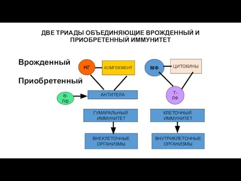 ДВЕ ТРИАДЫ ОБЪЕДИНЯЮЩИЕ ВРОЖДЕННЫЙ И ПРИОБРЕТЕННЫЙ ИММУНИТЕТ Врожденный Приобретенный НГ МФ