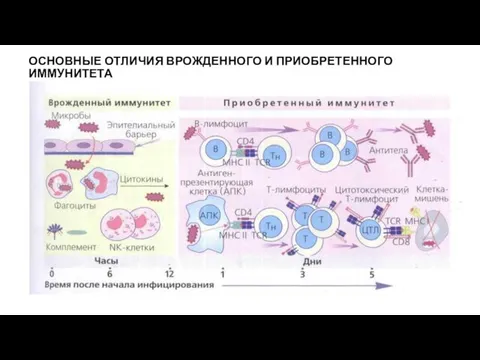 ОСНОВНЫЕ ОТЛИЧИЯ ВРОЖДЕННОГО И ПРИОБРЕТЕННОГО ИММУНИТЕТА