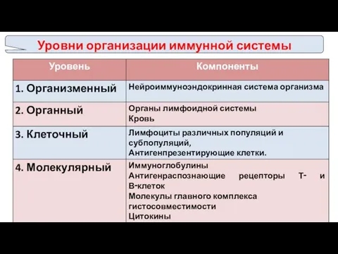 Уровни организации иммунной системы