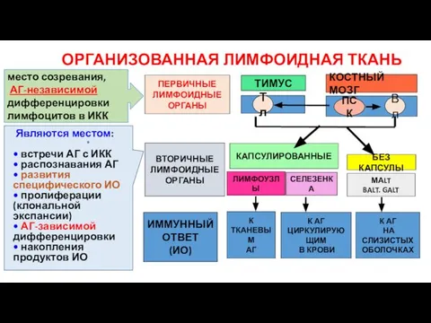 ОРГАНИЗОВАННАЯ ЛИМФОИДНАЯ ТКАНЬ ПЕРВИЧНЫЕ ЛИМФОИДНЫЕ ОРГАНЫ ТИМУС КОСТНЫЙ МОЗГ Тл ПСК