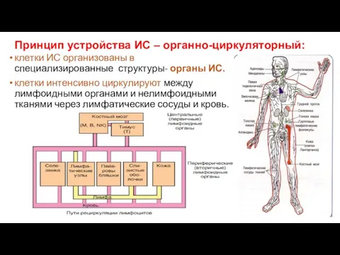 Принцип устройства ИС – органно-циркуляторный: клетки ИС организованы в специализированные структуры-