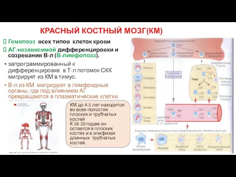 Гемопоэз всех типов клеток крови АГ-независимой дифференцировки и созревания В-л (В-лимфопоэз).