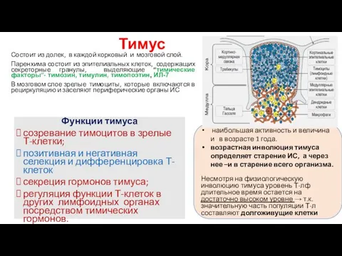 Тимус Функции тимуса созревание тимоцитов в зрелые Т-клетки; позитивная и негативная