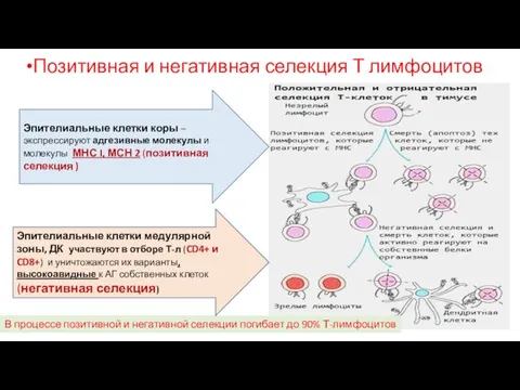 В процессе позитивной и негативной селекции погибает до 90% Т-лимфоцитов Эпителиальные