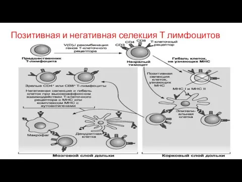 Позитивная и негативная селекция Т лимфоцитов