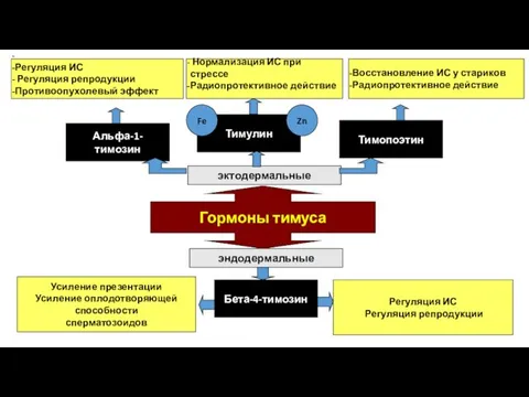 Гормоны тимуса эндодермальные эктодермальные Бета-4-тимозин Альфа-1-тимозин Тимулин Тимопоэтин Восстановление ИС у