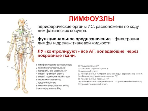 ЛИМФОУЗЛЫ 10-подмышечные ЛУ; 11-цистерна грудного протока; 12-кишечный ствол; 13-поверхностные лимфатические сосуды