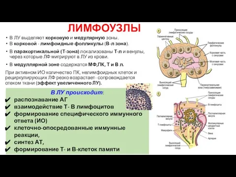 ЛИМФОУЗЛЫ В ЛУ происходит: распознавание АГ взаимодействие Т- В лимфоцитов формирование