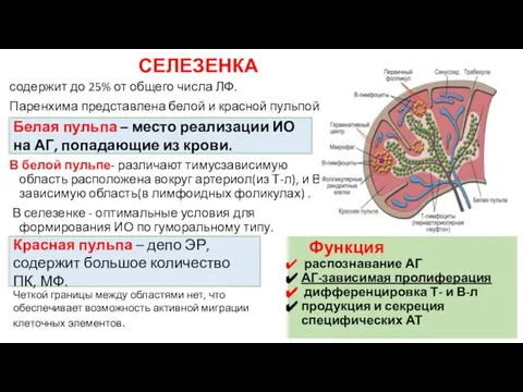 СЕЛЕЗЕНКА содержит до 25% от общего числа ЛФ. Паренхима представлена белой