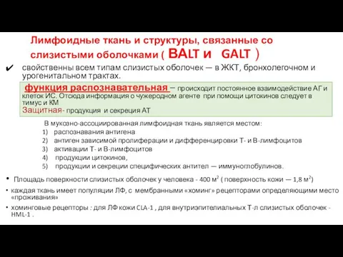 Лимфоидные ткань и структуры, связанные со слизистыми оболочками ( ВАLT и