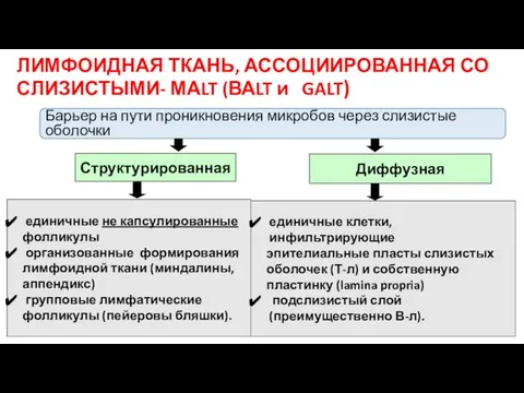 Структурированная Диффузная единичные не капсулированные фолликулы организованные формирования лимфоидной ткани (миндалины,