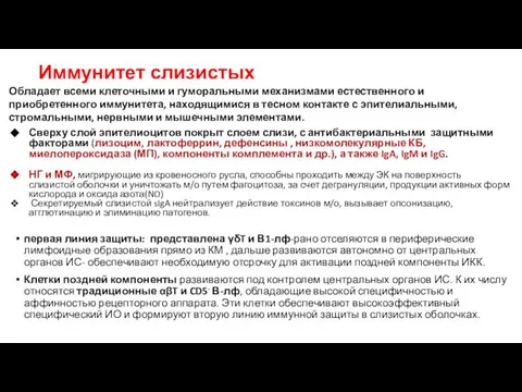 Иммунитет слизистых Сверху слой эпителиоцитов покрыт слоем слизи, с антибактериальными защитными