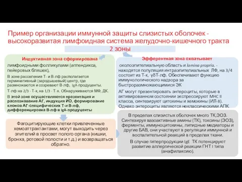 Пример организации иммунной защиты слизистых оболочек - высокоразвитая лимфоидная система желудочно-кишечного тракта