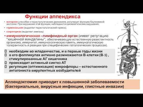 Функции аппендикса необходим во младенчестве, и в первые годы жизни в