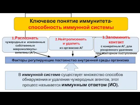 Факторы регулирующие постоянство внутренней среды организма В иммунной системе существует множество