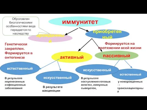 врожденный иммунитет приобретенный Генетически закреплен. Формируется в онтогенезе Формируется на протяжении