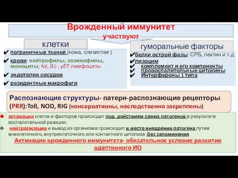 Врожденный иммунитет участвуют пограничных тканей (кожа, слизистая ) крови: нейтрофилы, эозинофилы,