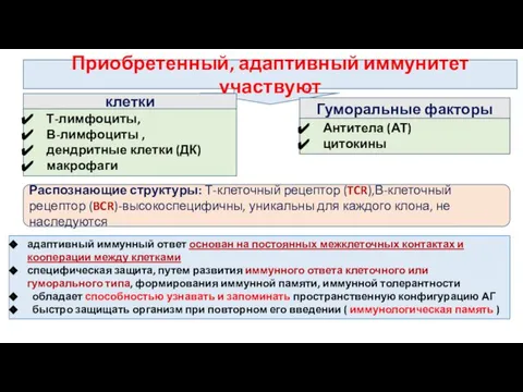 Приобретенный, адаптивный иммунитет участвуют клетки Гуморальные факторы Т-лимфоциты, В-лимфоциты , дендритные