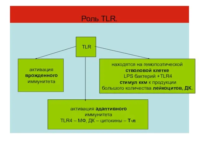 Роль TLR. TLR активация врожденного иммунитета активация адаптивного иммунитета TLR4 –
