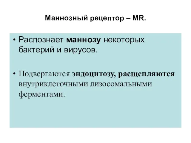 Маннозный рецептор – MR. Распознает маннозу некоторых бактерий и вирусов. Подвергаются эндоцитозу, расщепляются внутриклеточными лизосомальными ферментами.