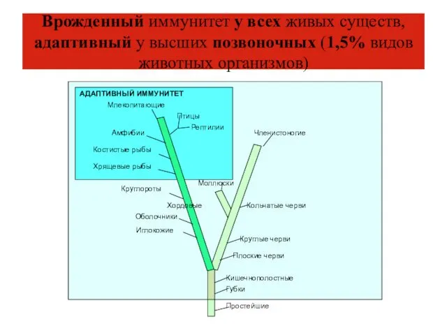 Врожденный иммунитет у всех живых существ, адаптивный у высших позвоночных (1,5% видов животных организмов)