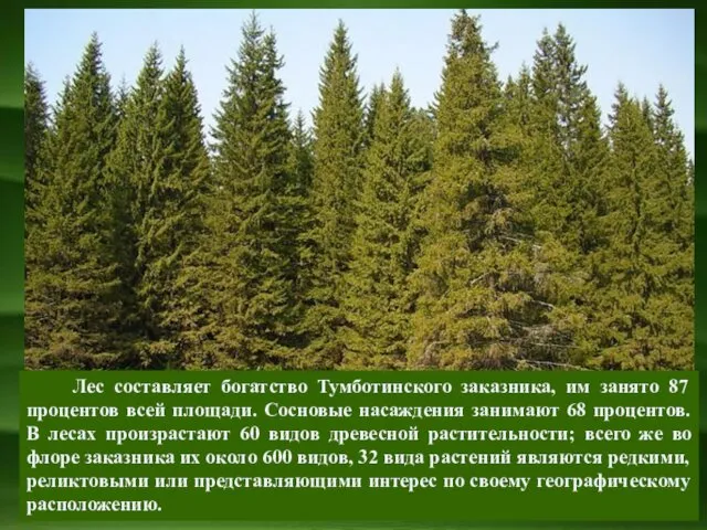 Лес составляет богатство Тумботинского заказника, им занято 87 процентов всей площади.