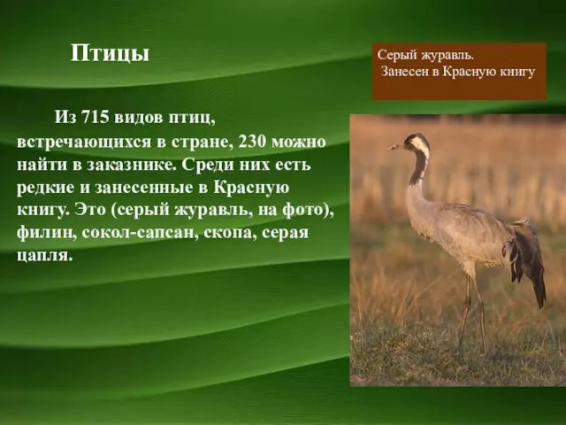 Из 715 видов птиц, встречающихся в стране, 230 можно найти в
