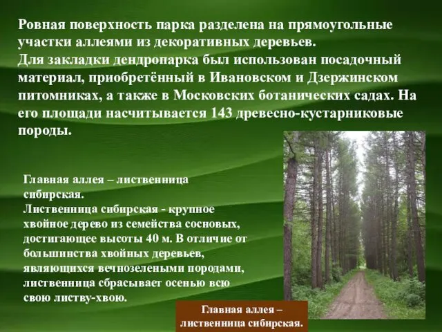 Ровная поверхность парка разделена на прямоугольные участки аллеями из декоративных деревьев.